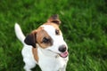 Purebred Jack Russell Terrier dog outdoors on nature in the grass on a summer day. Happy dog Ã¢â¬â¹Ã¢â¬â¹sits in the park.